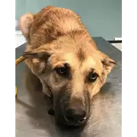Foto dell\'animale cane - Matr. 2018/1590 - Microchip 380260042786695