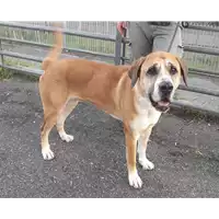 Foto dell\'animale cane - Matr. 2013/1460 - Microchip 380260000981664