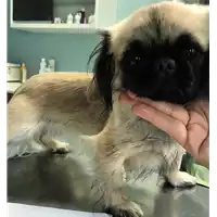 Foto dell\'animale cane - Matr. 2018/1594 - Microchip 380260100766978