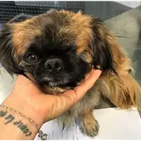 Foto dell\'animale cane - Matr. 2018/1593 - Microchip 380260100766947