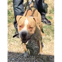 Foto dell\'animale cane - Matr. 2018/1596 - Microchip 380260002073212