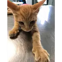 Foto dell\'animale gatto - Matr. 2018/1597 - Microchip 380260042815741