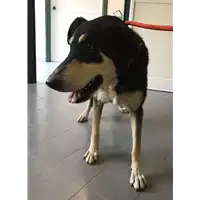 Foto dell\'animale cane - Matr. 2018/1598 - Microchip 380260042816391