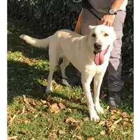 Foto dell\'animale cane - Matr. 2018/1599 - Microchip 380260042819810
