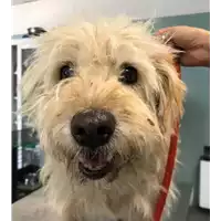 Foto dell\'animale cane - Matr. 2018/1600 - Microchip 380260042819559