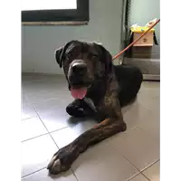 Foto dell\'animale cane - Matr. 2018/0448 - Microchip 380260100495260