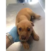 Foto dell\'animale cane - Matr. 2018/1605 - Microchip 380260042815628