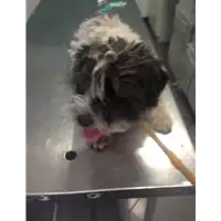 Foto dell\'animale cane - Matr. 2018/1604 - Microchip 380260043523693