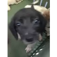 Foto dell\'animale cane - Matr. 2018/1608 - Microchip 380260042815836