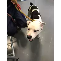 Foto dell\'animale cane - Matr. 2017/1551 - Microchip 380260043259510
