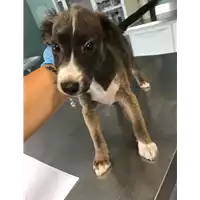 Foto dell\'animale cane - Matr. 2018/1614 - Microchip 380260042816292