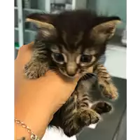 Foto dell\'animale gatto - Matr. 2018/1615 - Microchip 380260043525007