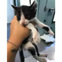 Foto dell\'animale gatto - Matr. 2018/1616 - Microchip 380260043527246