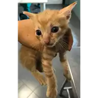 Foto dell\'animale gatto - Matr. 2018/1617 - Microchip 380260043527358