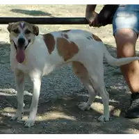 Foto dell\'animale cane - Matr. 2015/2101 - Microchip 380260042530393
