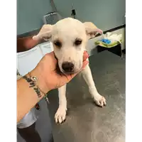 Foto dell\'animale cane - Matr. 2018/1621 - Microchip 380260042816302