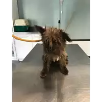 Foto dell\'animale cane - Matr. 2018/1622 - Microchip 380260042816324
