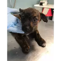 Foto dell\'animale cane - Matr. 2018/1623 - Microchip 380260042816420