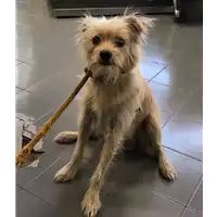 Foto dell\'animale cane - Matr. 2018/1624 - Microchip 380260042815724