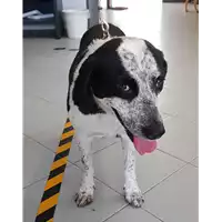 Foto dell\'animale cane - Matr. 2018/1625 - Microchip 380260043524204