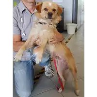 Foto dell\'animale cane - Matr. 2018/1626 - Microchip 642090001758772