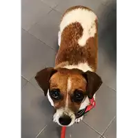 Foto dell\'animale cane - Matr. 2018/1629 - Microchip 380260043282764