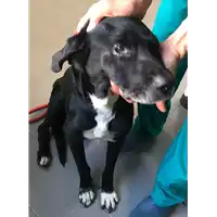 Foto dell\'animale cane - Matr. 2018/1631 - Microchip 380260042815841
