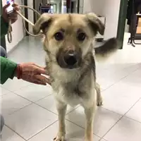 Foto dell\'animale cane - Matr. 2018/1632 - Microchip 380260042820215