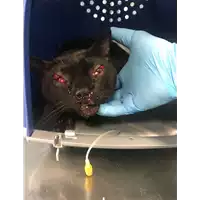 Foto dell\'animale gatto - Matr. 2018/1637 - Microchip 380260042816261