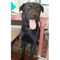 Foto dell\'animale cane - Matr. 2018/1639 - Microchip 380260043282681