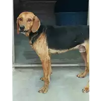 Foto dell\'animale cane - Matr. 2018/1638 - Microchip 380260042819756
