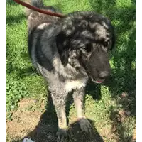 Foto dell\'animale cane - Matr. 2018/1640 - Microchip 380260042787249
