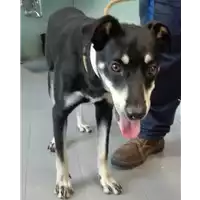 Foto dell\'animale cane - Matr. 2018/1643 - Microchip 380260042932322