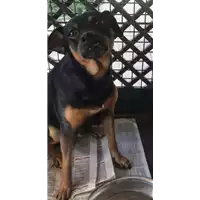 Foto dell\'animale cane - Matr. 2018/1644 - Microchip 380260042933215