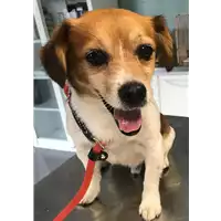 Foto dell\'animale cane - Matr. 2018/1645 - Microchip 380260042932125