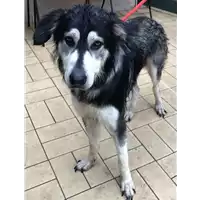Foto dell\'animale cane - Matr. 2018/1646 - Microchip 380260042932249