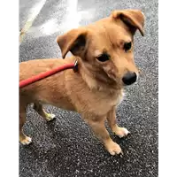 Foto dell\'animale cane - Matr. 2018/1648 - Microchip 380260002159657