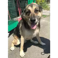 Foto dell\'animale cane - Matr. 2018/1649 - Microchip 380260040139657