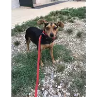 Foto dell\'animale cane - Matr. 2018/1653 - Microchip 380260042868144
