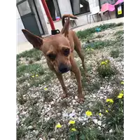 Foto dell\'animale cane - Matr. 2018/1652 - Microchip 380260042786815
