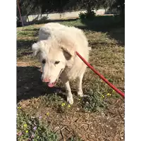 Foto dell\'animale cane - Matr. 2018/1654 - Microchip 380260000499908