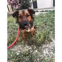 Foto dell\'animale cane - Matr. 2018/1656 - Microchip 380260042788023