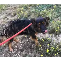 Foto dell\'animale cane - Matr. 2018/1655 - Microchip 380260042786848