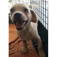 Foto dell\'animale cane - Matr. 2018/1658 - Microchip 380260042786667