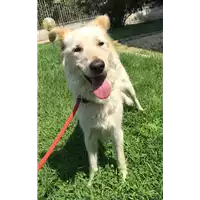 Foto dell\'animale cane - Matr. 2018/1661 - Microchip 380260042295135