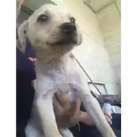 Foto dell\'animale cane - Matr. 2018/1659 - Microchip 380260042787286
