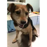 Foto dell\'animale cane - Matr. 2018/1662 - Microchip 380260042786754