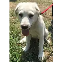 Foto dell\'animale cane - Matr. 2018/1664 - Microchip 380260042786933