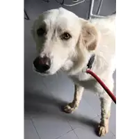 Foto dell\'animale cane - Matr. 2018/1665 - Microchip 380260002838702