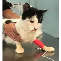 Foto dell\'animale gatto - Matr. 2018/1666 - Microchip 380260042788413